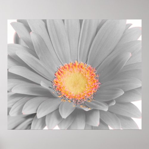 Gerbera Daisy Canvas Poster print