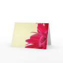 Gerbera Daisy Card by blumenthalphoto Gerbera Daisy Card