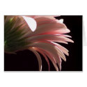 gerbera daisy cards