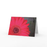 Gerbera Daisy Card
