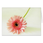 Gerbera Daisy Card