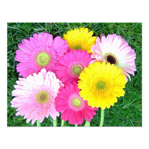 gerbera daisy colors