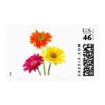 Gerbera Daisy Delight Stamps