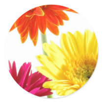 Gerbera Daisy Delight Round Stickers