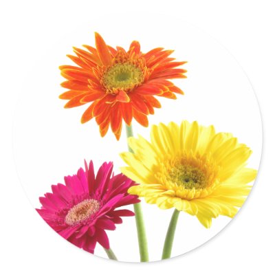 Gerbera Daisy Delight Round Stickers