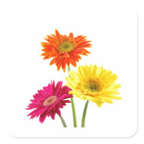 Gerbera Daisy Delight Square Stickers