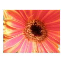 Gerbera Daisy Flower Postcard