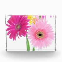 Gerbera Daisy Flowers awards