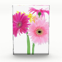 Gerbera Daisy Flowers awards