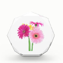 Gerbera Daisy Flowers awards