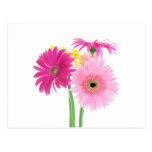 Gerbera Daisy Flowers Post Cards