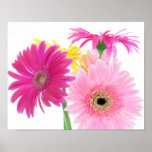 Gerbera Daisy Flowers Posters