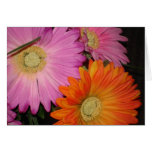 Gerbera Daisy Garden Card
