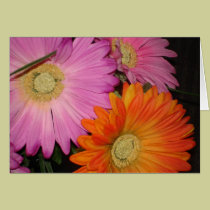 Gerbera Daisy Garden cards