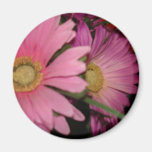 Gerbera Daisy Garden Fridge Magnet