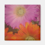 Gerbera Daisy Garden Magnets