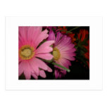 Gerbera Daisy Garden Postcards