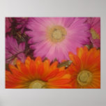 Gerbera Daisy Garden Posters