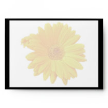 Gerbera Daisy (Gerbera hybrida) - Yellow Envelopes