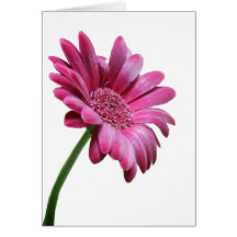 Gerbera Daisy Greeting Card