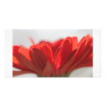 Gerbera Daisy in sunlight Photo Card