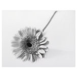 Gerbera Daisy Letterhead Template