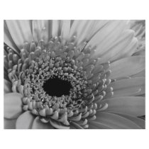 Gerbera Daisy Letterhead