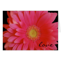 Gerbera Daisy Love Card card