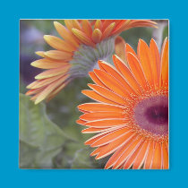 Gerbera Daisy Magnet