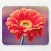 Gerbera Daisy mousepads