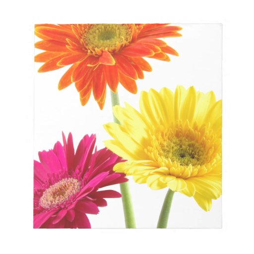 Gerbera Daisy Note Pads