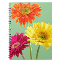 Gerbera Daisy