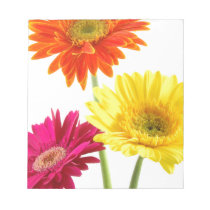 Gerbera Daisy
