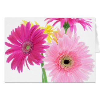 Gerbera Daisy Pink Flowers Note Cards