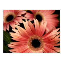Gerbera Daisy Post Cards
