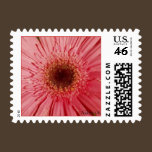 Gerbera Daisy Postage Stamp stamps