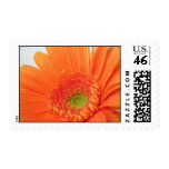 Gerbera Daisy Postage Stamp