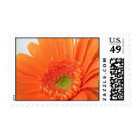Gerbera Daisy Postage Stamp