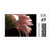 gerbera daisy postage stamps
