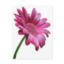 Gerbera Daisy Postcard