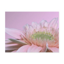 Gerbera Daisy postcards by roimim Gerbera Daisy postcards