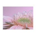 Gerbera Daisy postcards