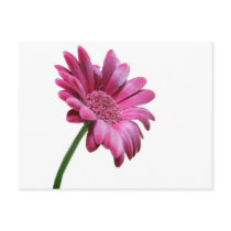 Gerbera Daisy Postcard