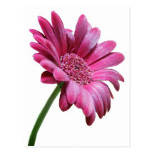 Gerbera Daisy Postcard