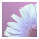 Gerbera Daisy posters