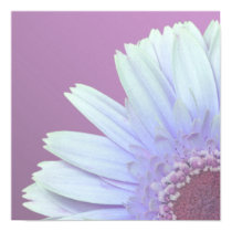 Gerbera Daisy posters