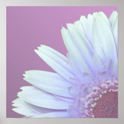 Gerber+daisies+background