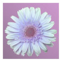 Gerbera Daisy posters