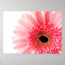 Gerbera Daisy Poster
