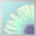 Gerbera Daisy posters